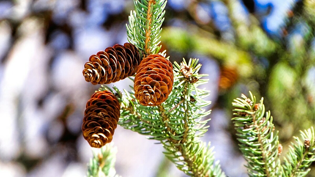 Еловые шишки в марте. - Милешкин Владимир Алексеевич 