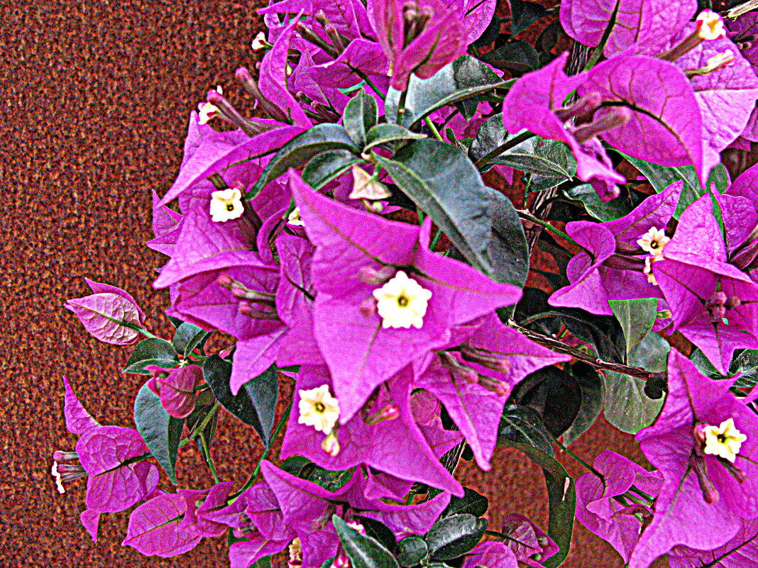 Цветы Барселоны. - Владимир Драгунский