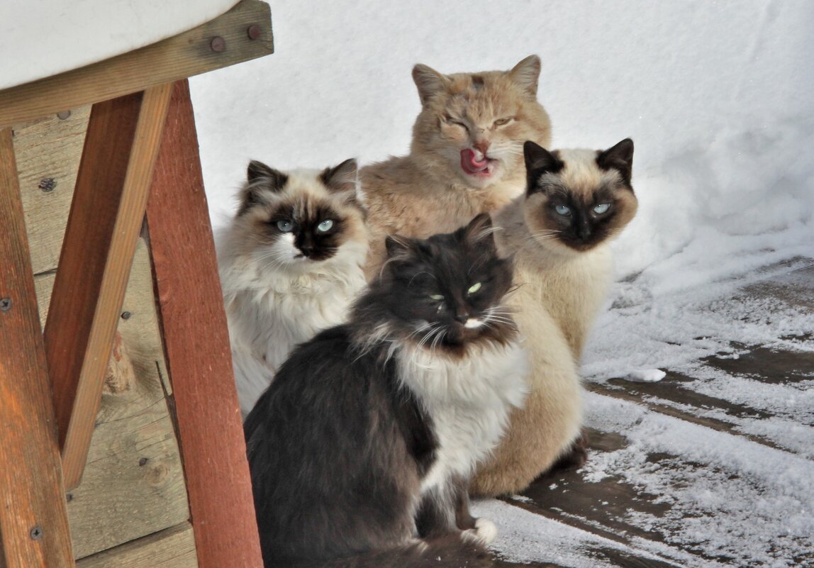 питомцы - Венера Чуйкова