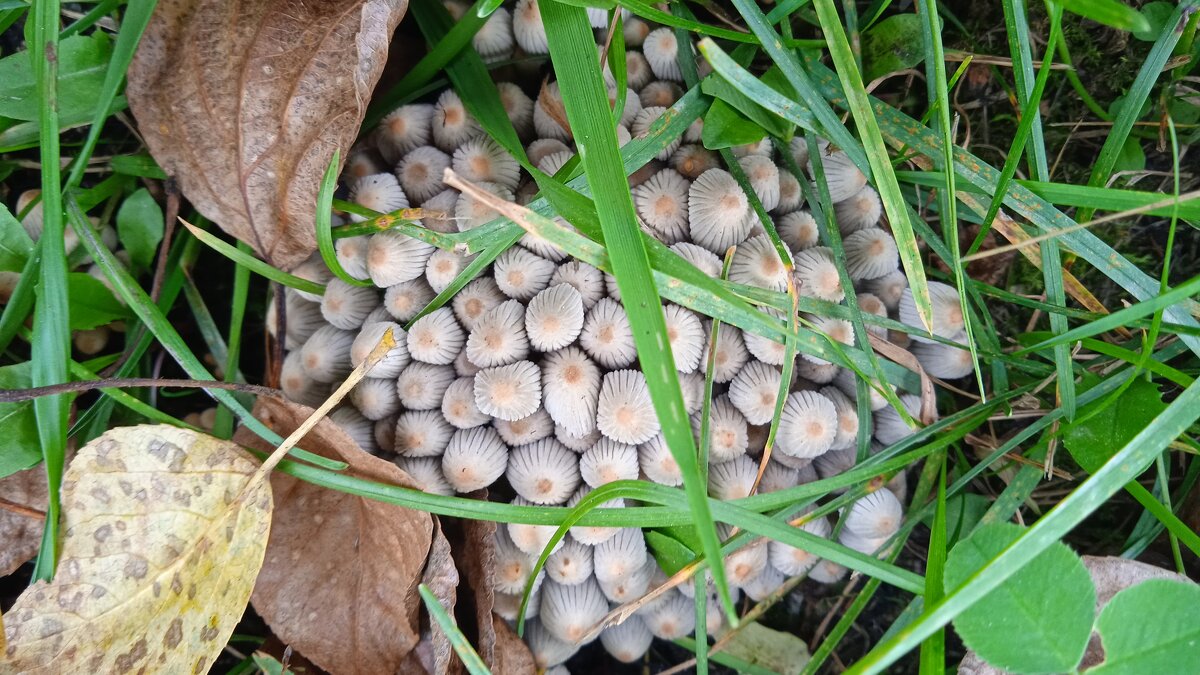 городские грибы - Елена Шаламова
