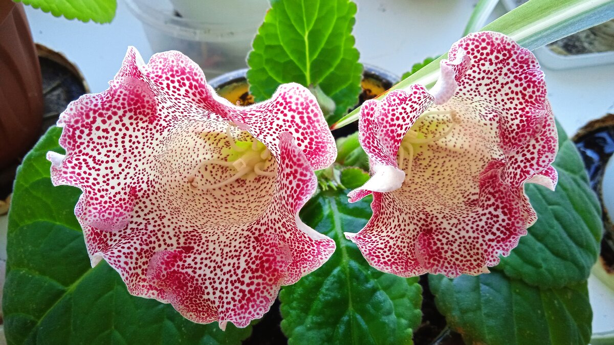 была у меня глоксиния - Елена Шаламова