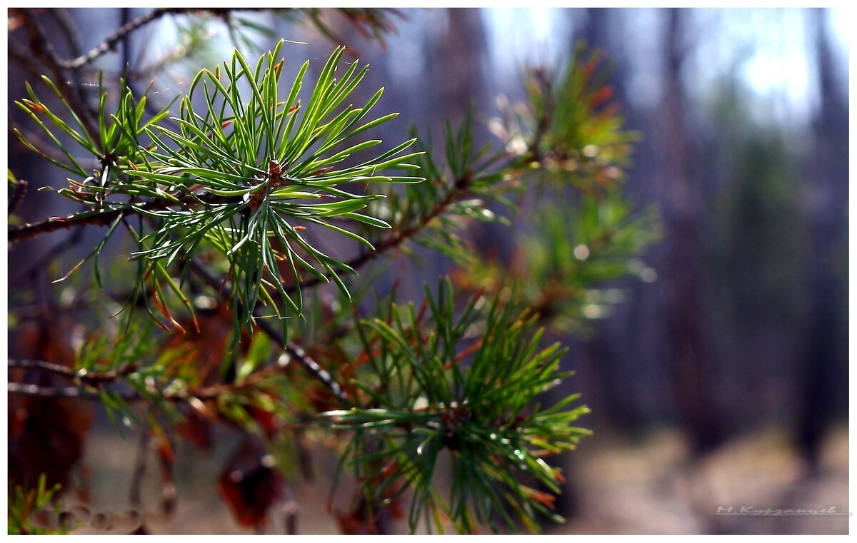 Ранняя весна. - Михаил Курзанцев