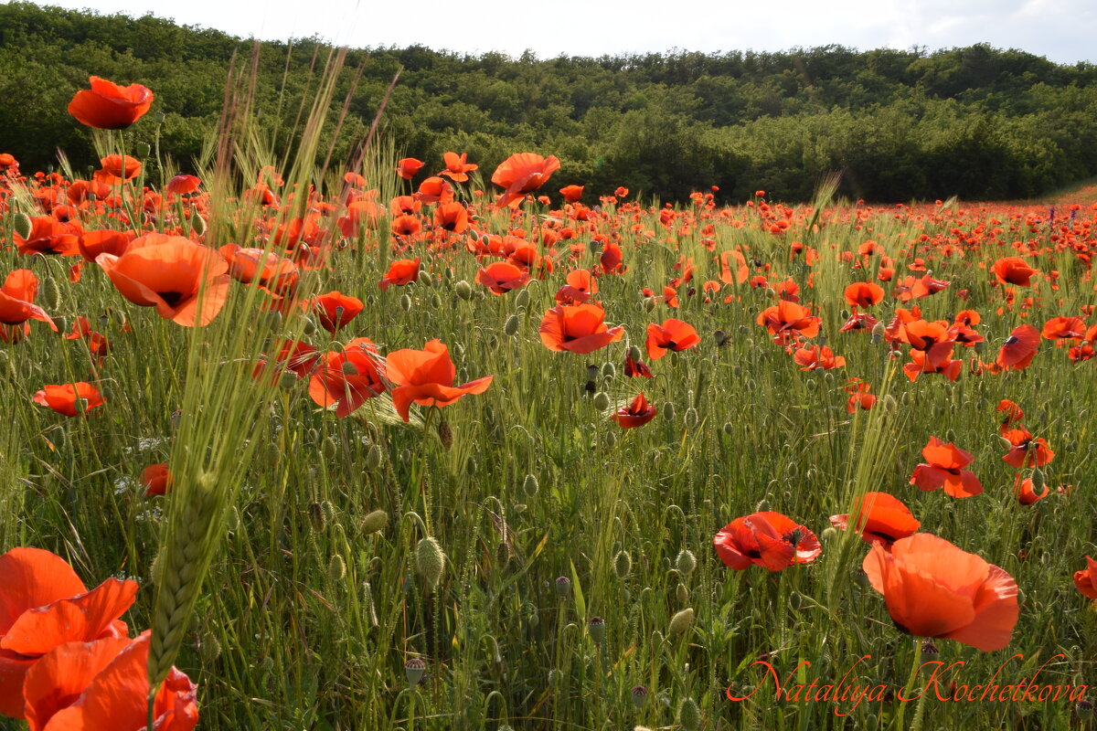 Природа Крыма - Изумительная Космея