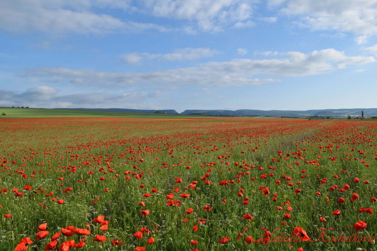 Природа Крыма - Изумительная Космея