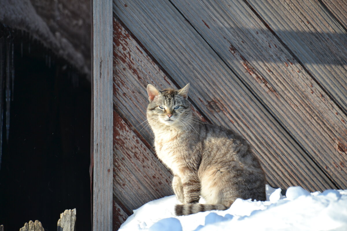Сердитый весенний кот)) - Prizrak 777