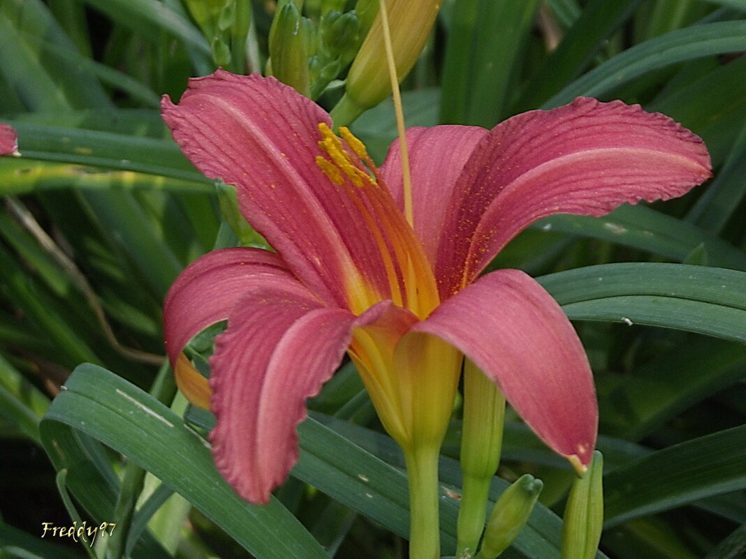 Лилейник - Freddy 97