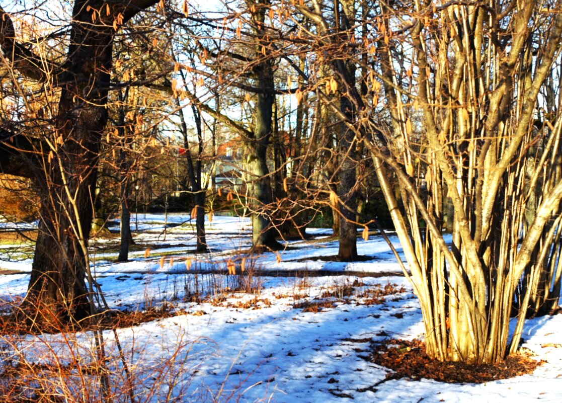 Уже орешник зацветает - Aida10 