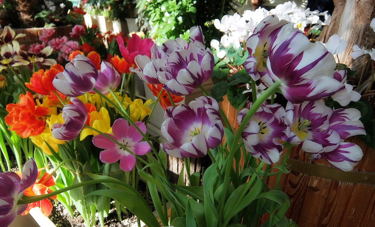 Роскошные фавориты весны. - Люба Роскошные фавориты весны. - Люба