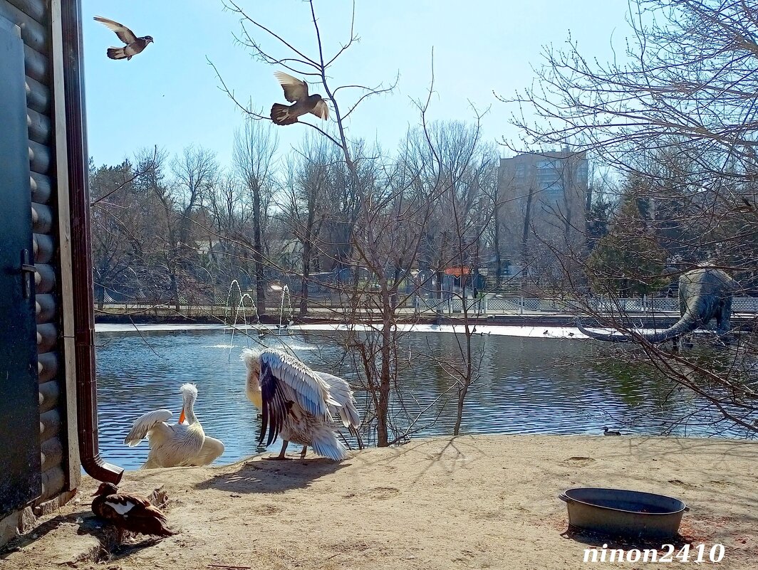 Март в ростовском зоопарке - Нина Бутко