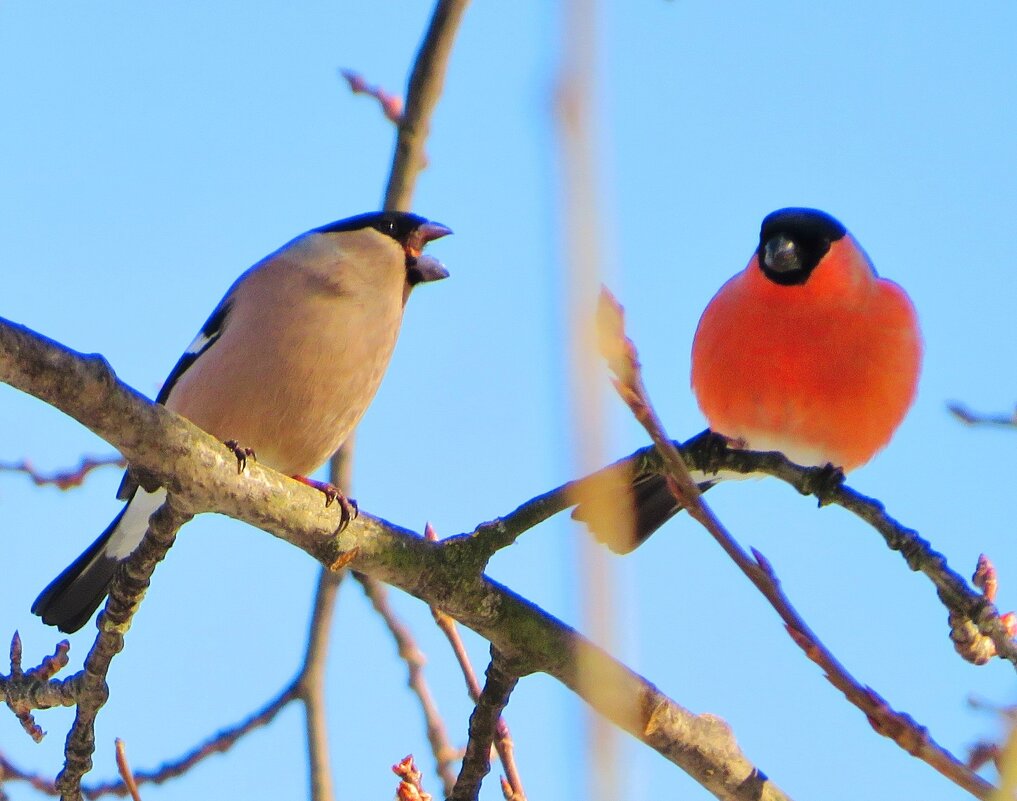 Выясняют отношения - Андрей Снегерёв