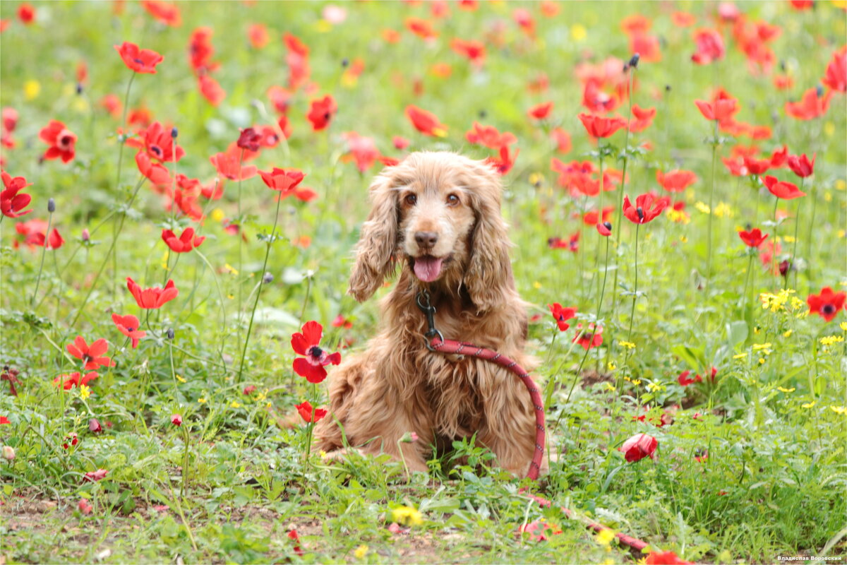 собака на прогулке 2026 - Владислав Воровский 