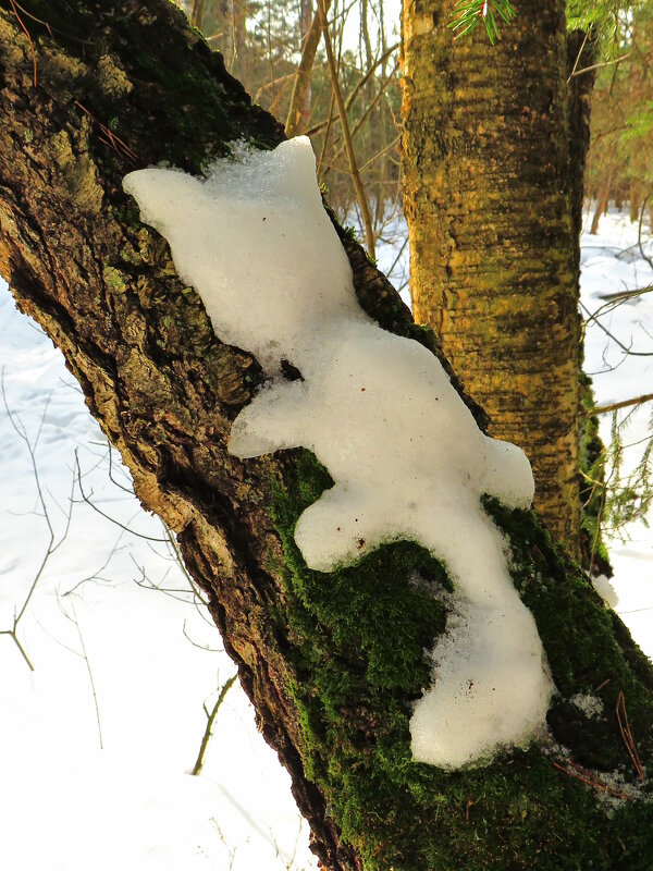 Прячется от Солнца - Андрей Снегерёв