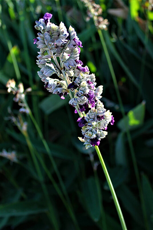 Thalia   Dealbata - Анатолий Малобродский