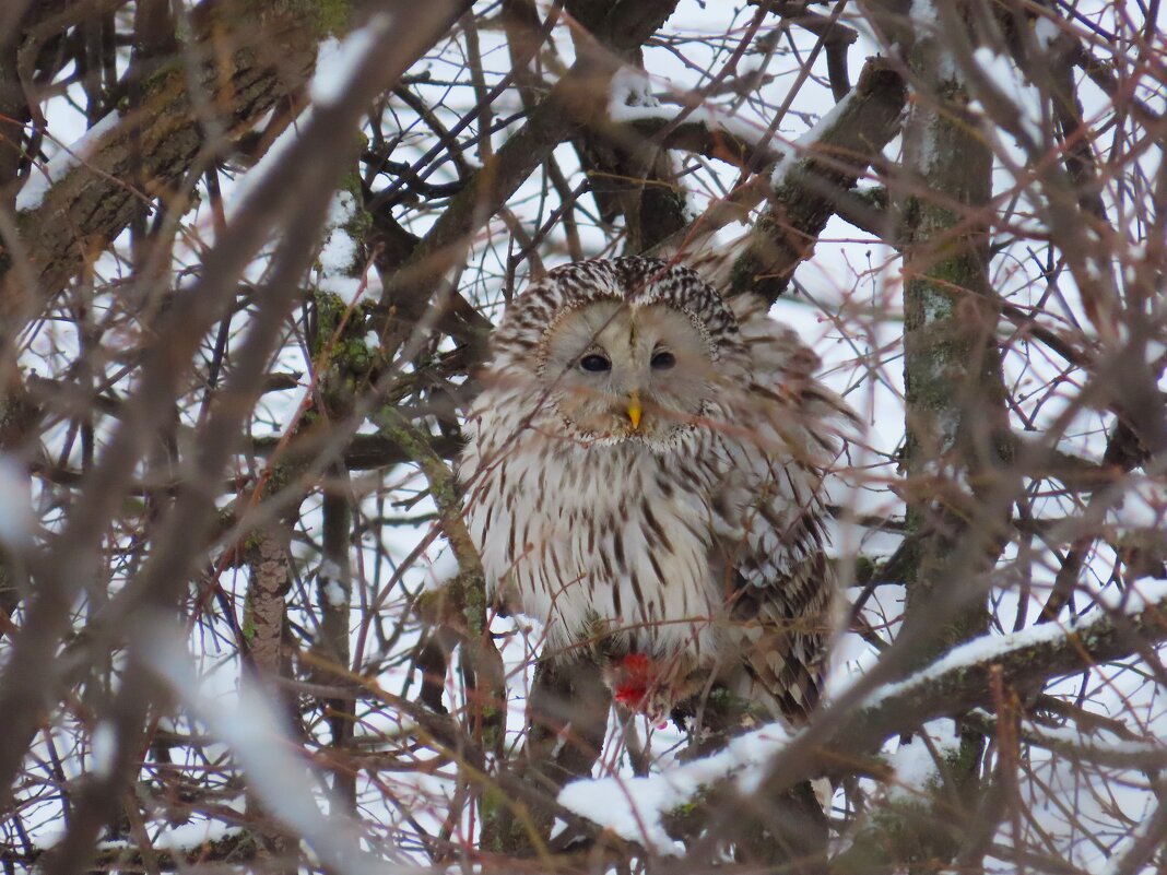 Мечты сбываются! Длиннохвостая неясыть. - Ольга Митрофанова