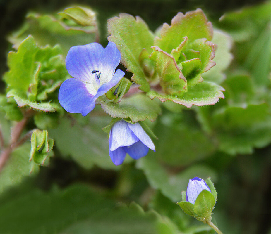 Цветы цвета неба...простые и нежные... - Надежда Куркина 