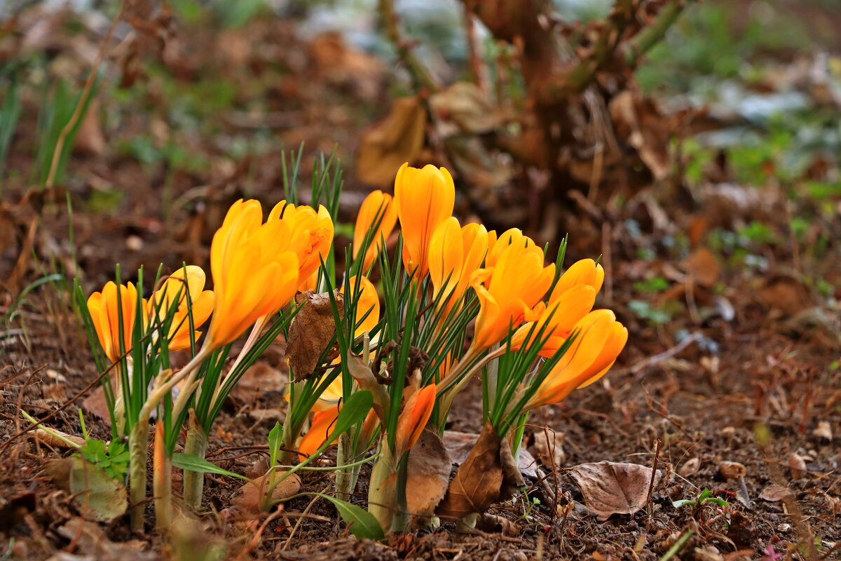 уже весна - Игорь Kуленко
