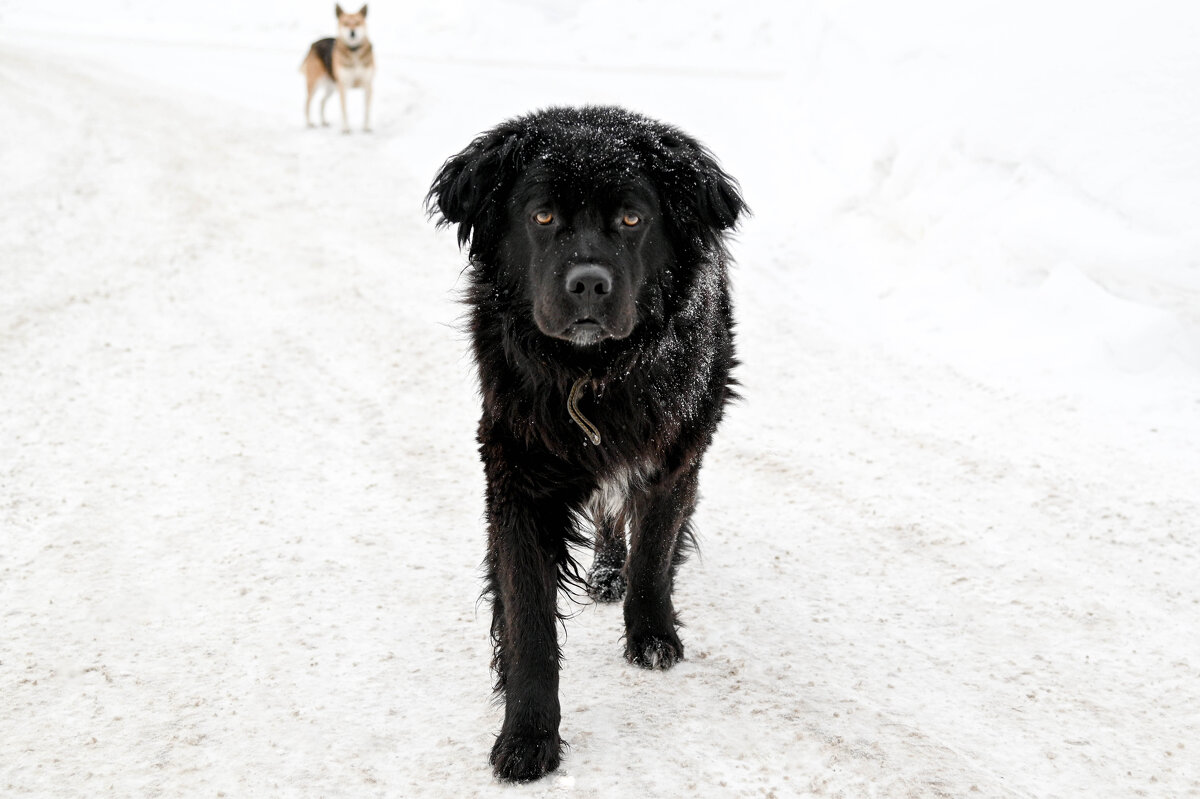 пёс - Александр 
