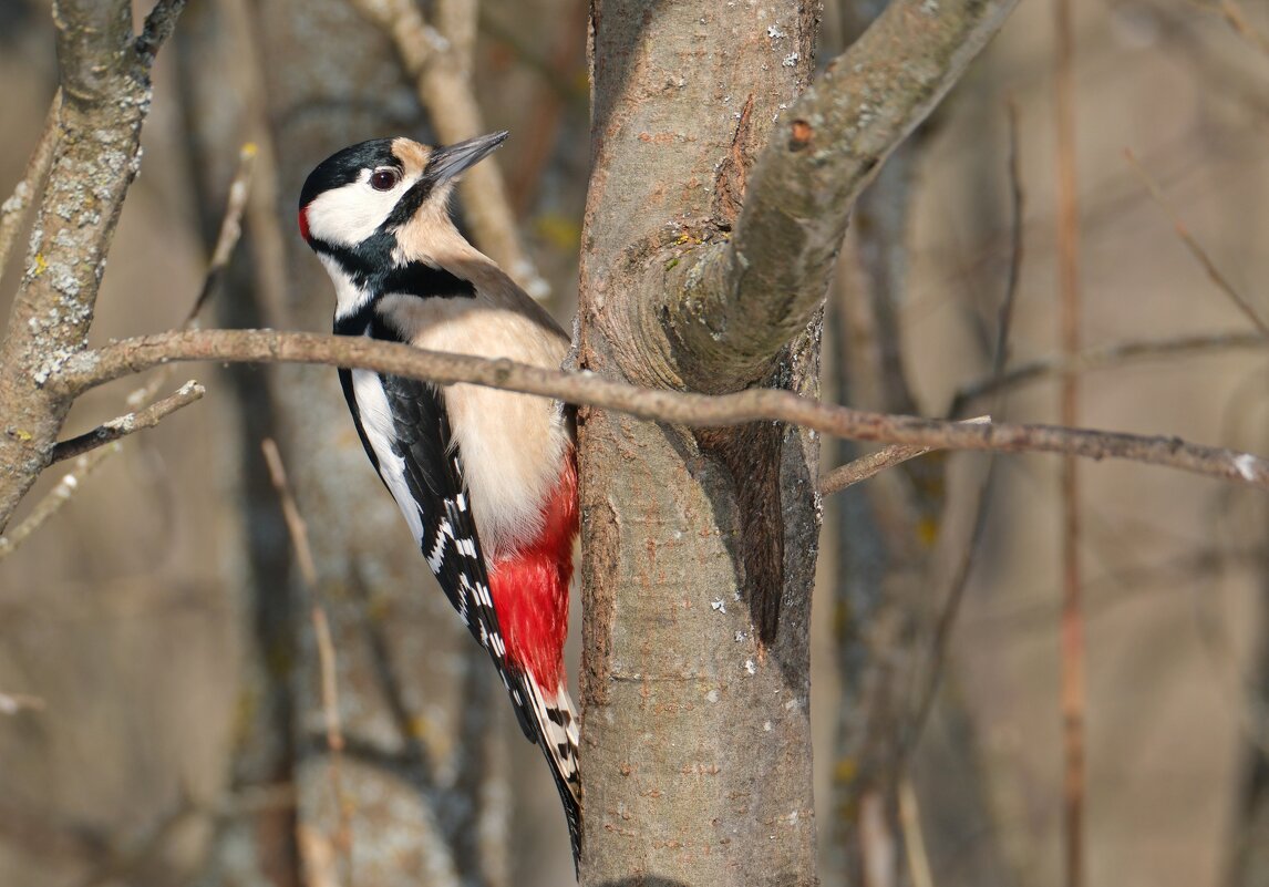 Дятлофото ) - Андрей Зайцев