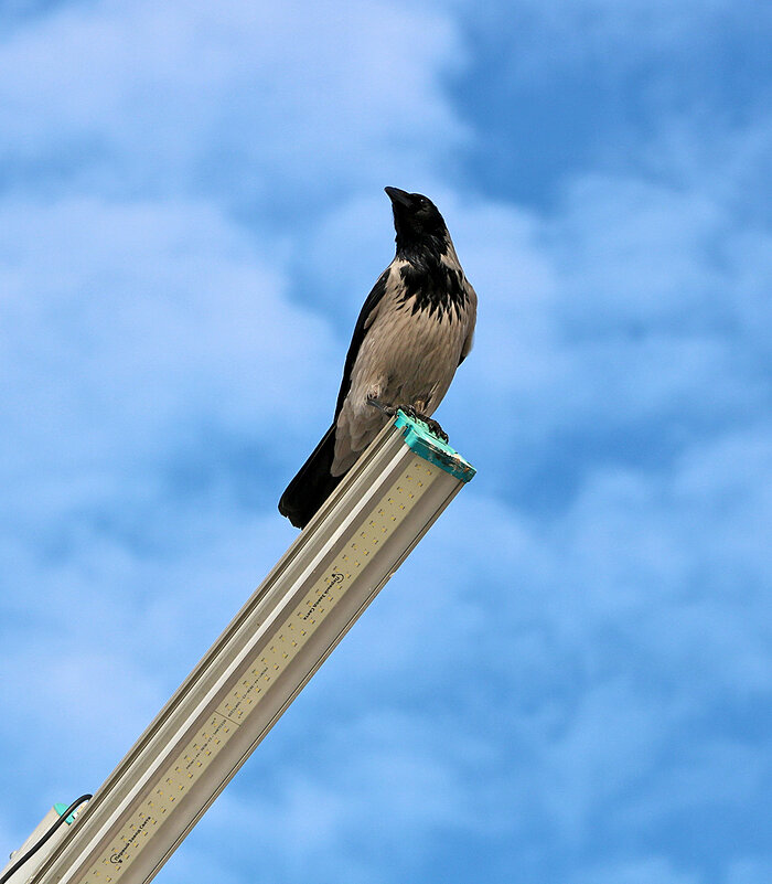 Мне сверху видно всё, ты так и знай... - Светлана 