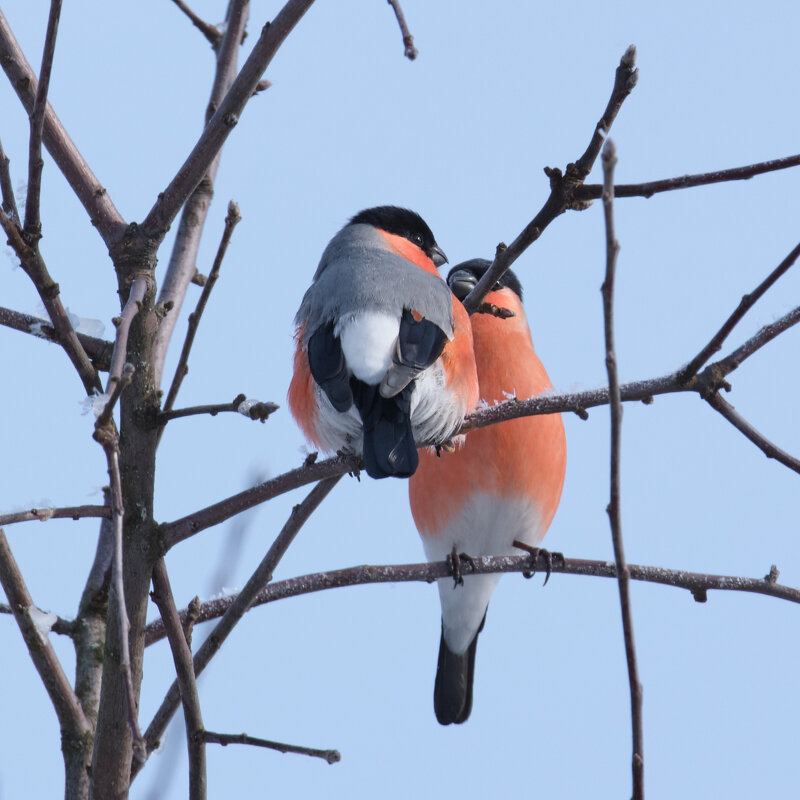 Два снегиря - Александр 