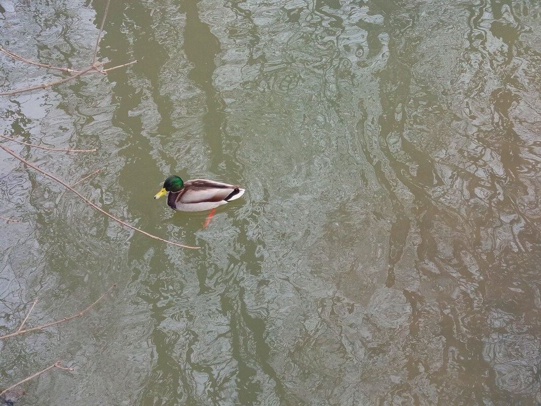 Не совсем одиночное плавание (подружку его я тоже видел) - Андрей Лукьянов