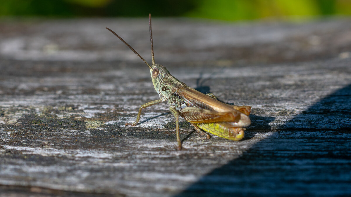 Кобылка - Владимир Лазарев