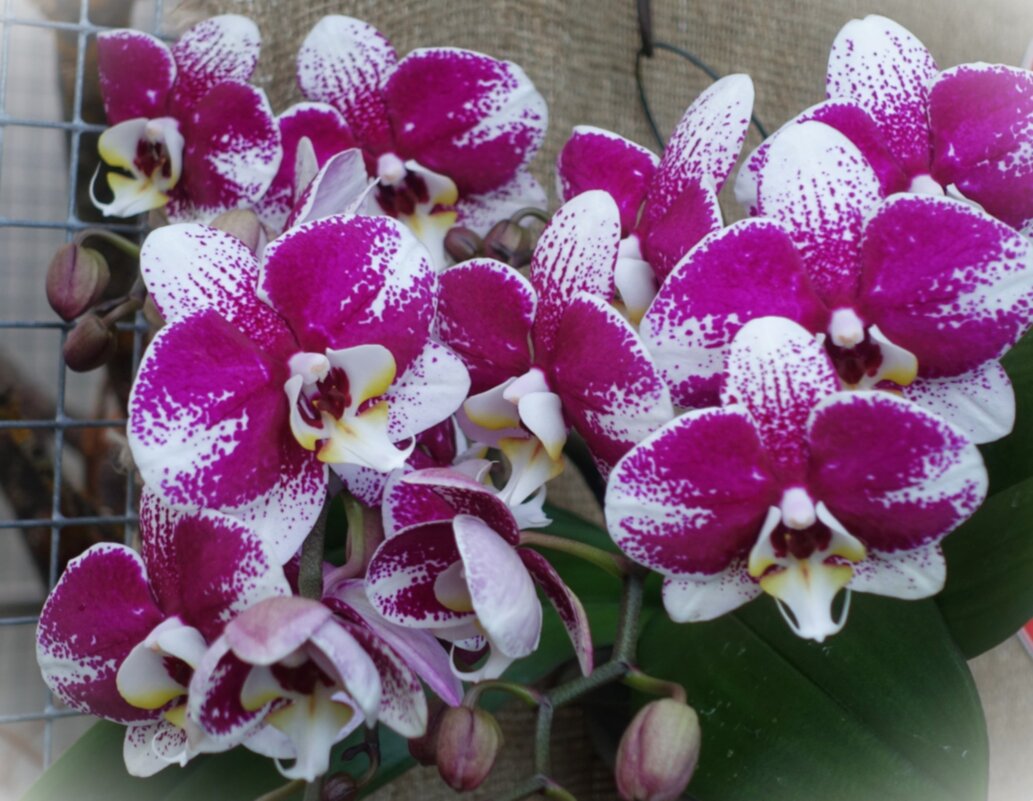 Королевские орхидеи(тигровые ) - Aida10 