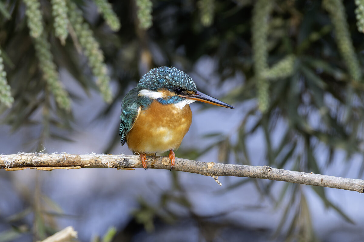 Зимородок. - Alexander Amromin
