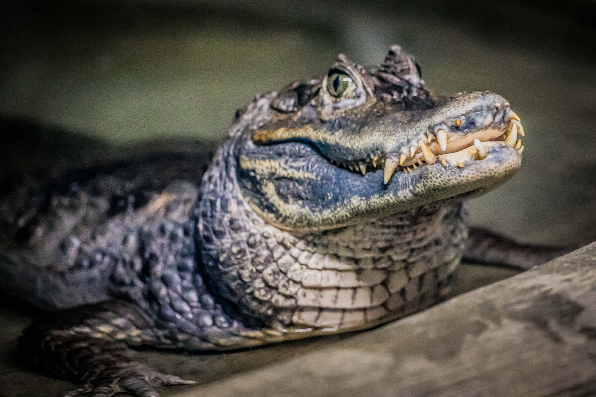 крокодил - Аркадий Лаптенко