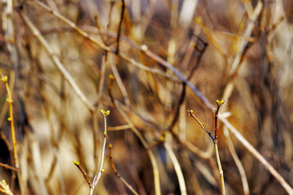 Зелень - Юрий Гайворонскiий