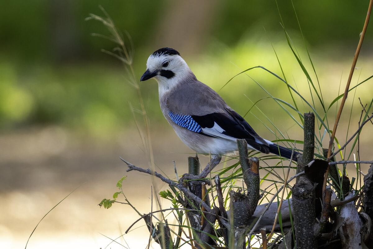 Сойка. - Alexander Amromin