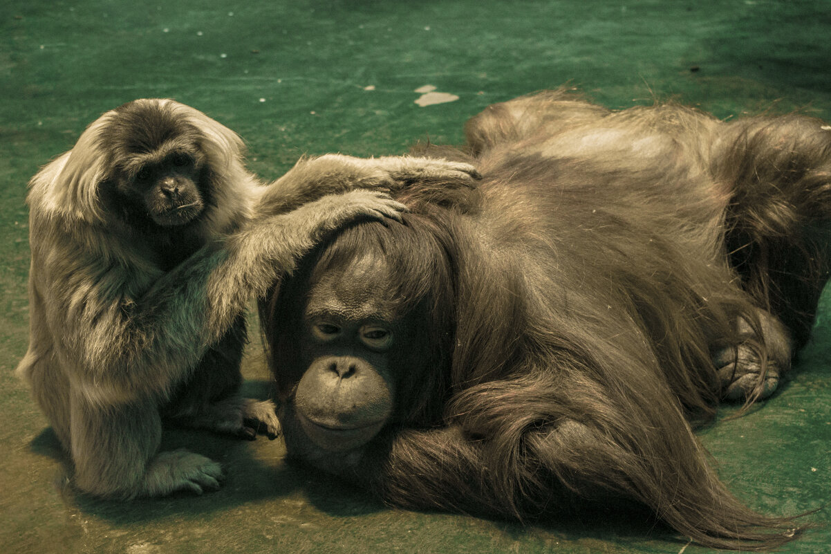Милашка - Я тебя ЛюблЮ - Владимир Максимов