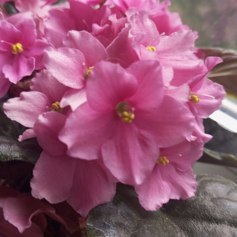 Фиалка - Елена Семигина