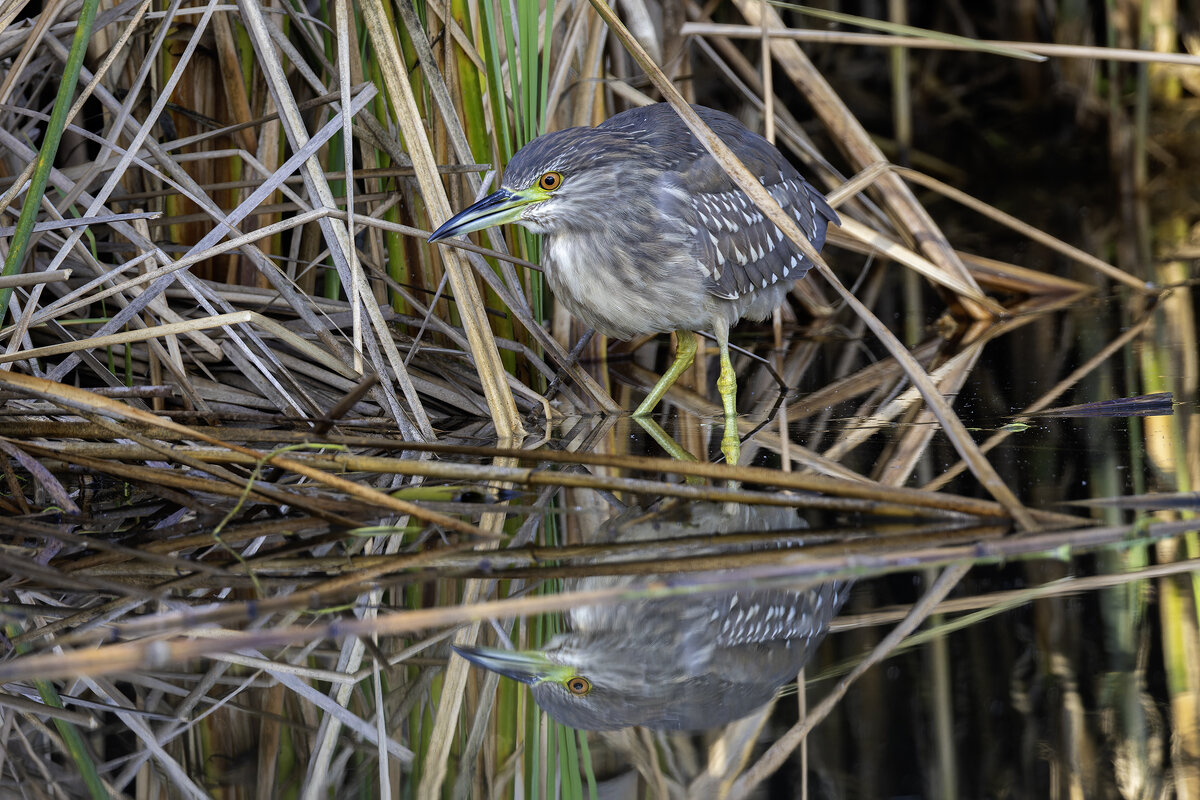 Кваква. - Alexander Amromin
