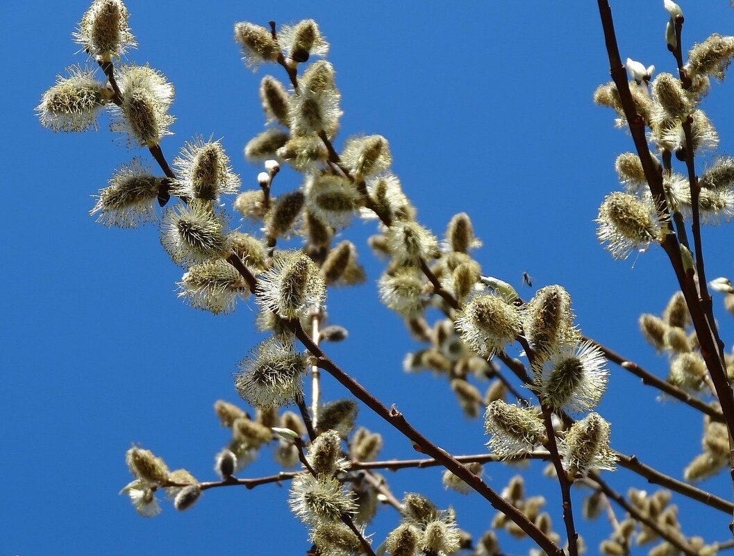 Вербочка - Наталья ***