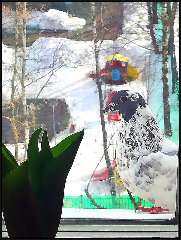 Любопытный голубь - Ольга Довженко