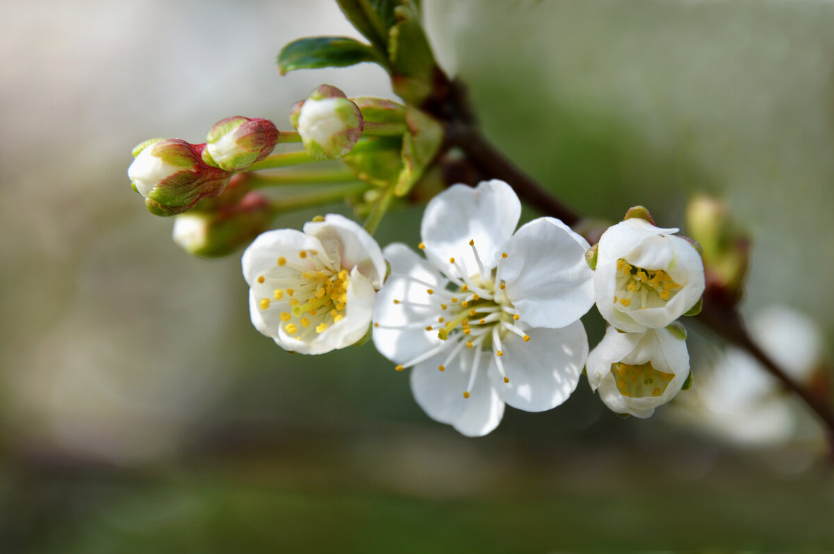 Вишня - Надежда Куркина 