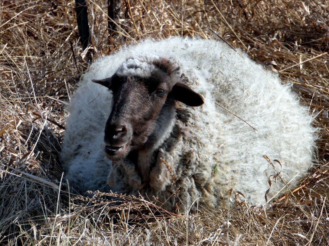 Травку овечка на поле жевала. Было ей скучно, травы было мало ... - nadyasilyuk Вознюк