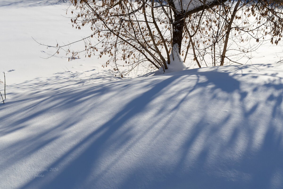 Свет и тени от куста - Александр Синдерёв