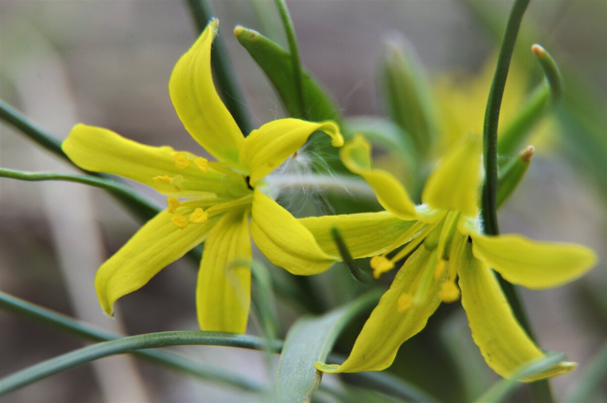 Гусиный лук - Надежда Куркина 