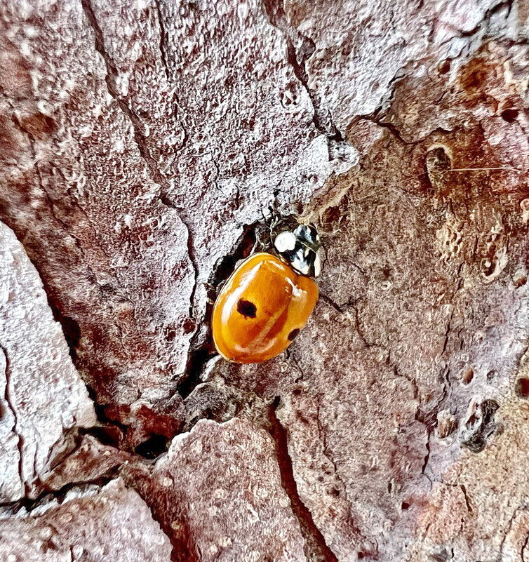 Проснулась с первыми лучами весеннего солнца. - Михаил Свиденцов