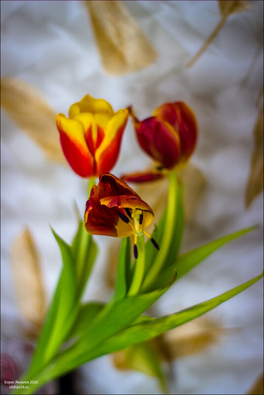 8 марта увядает. - Борис Яковлев