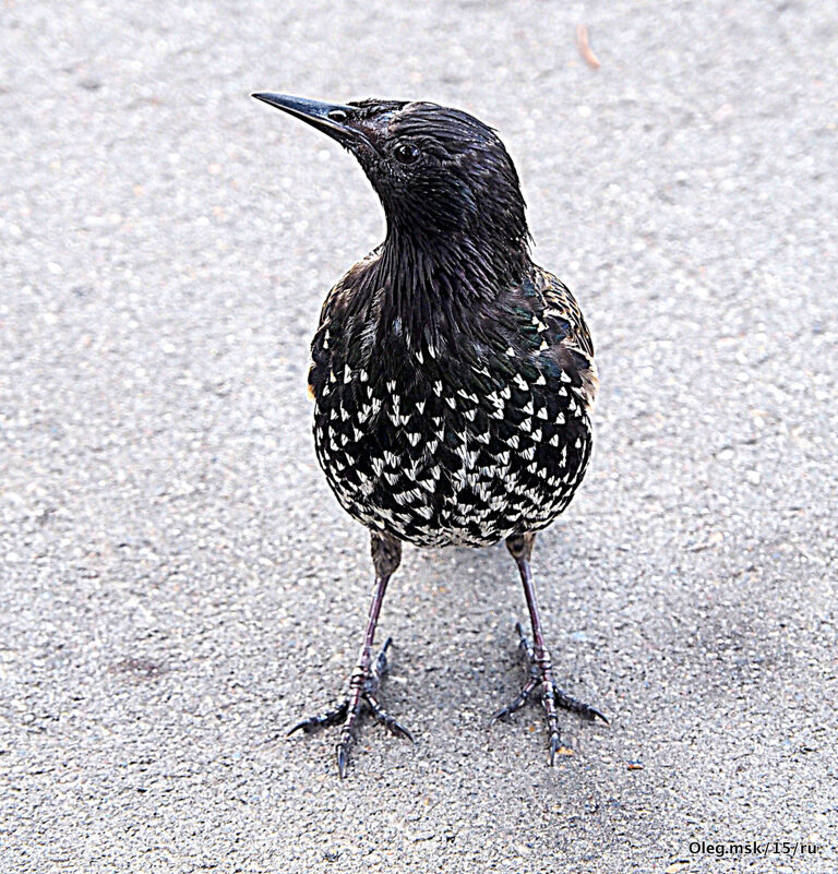 городские птахи - Олег Лукьянов