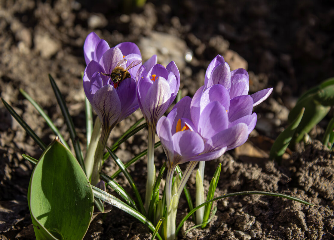 Первые цветы весны. - Александр. AVG100 ---