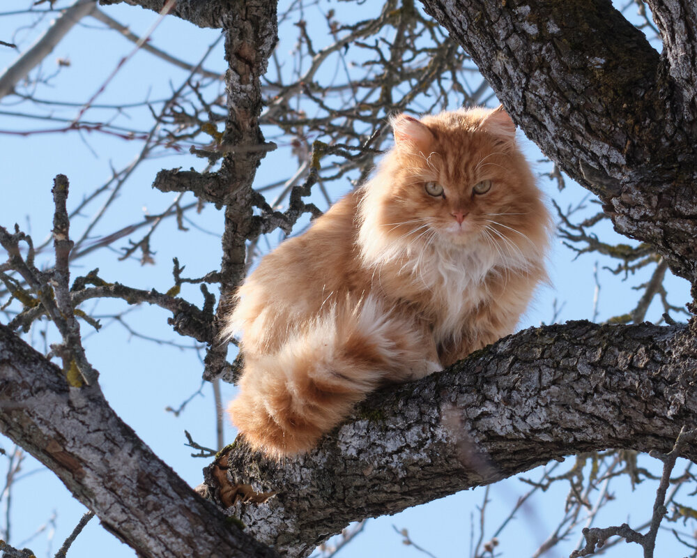 Коты прилетели - Александр 