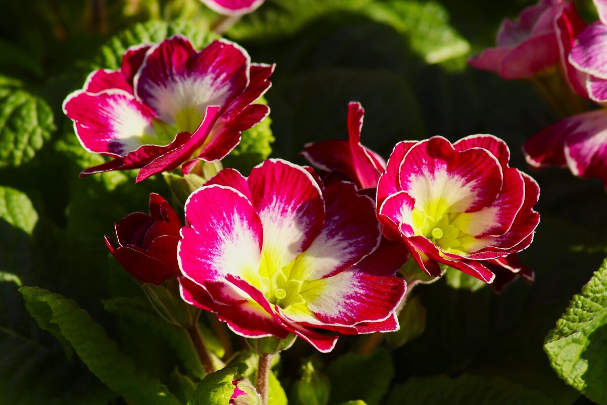 Весны картинки - Юрий. Шмаков