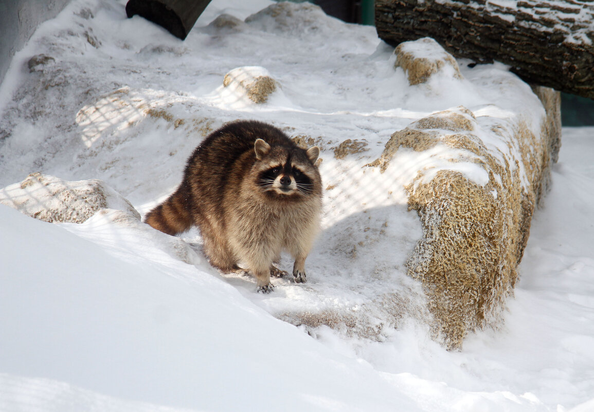 Весну почуяв... - Евгений Шафер