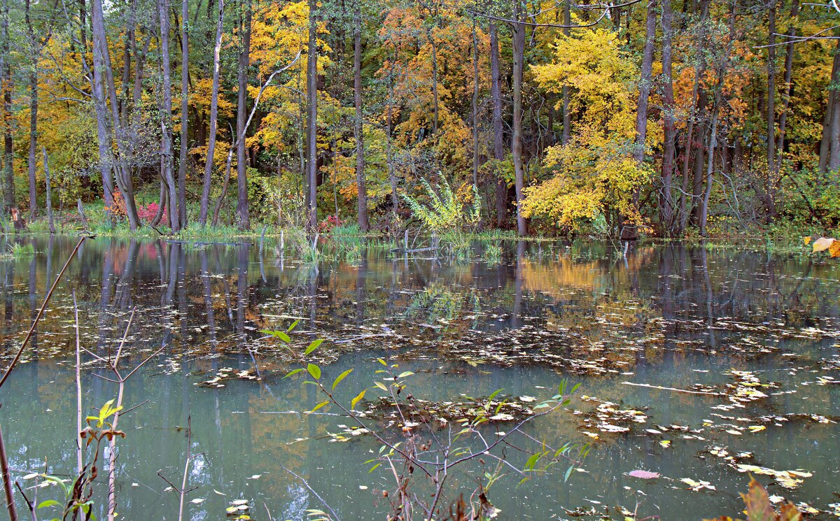 Осень. - веселов михаил 