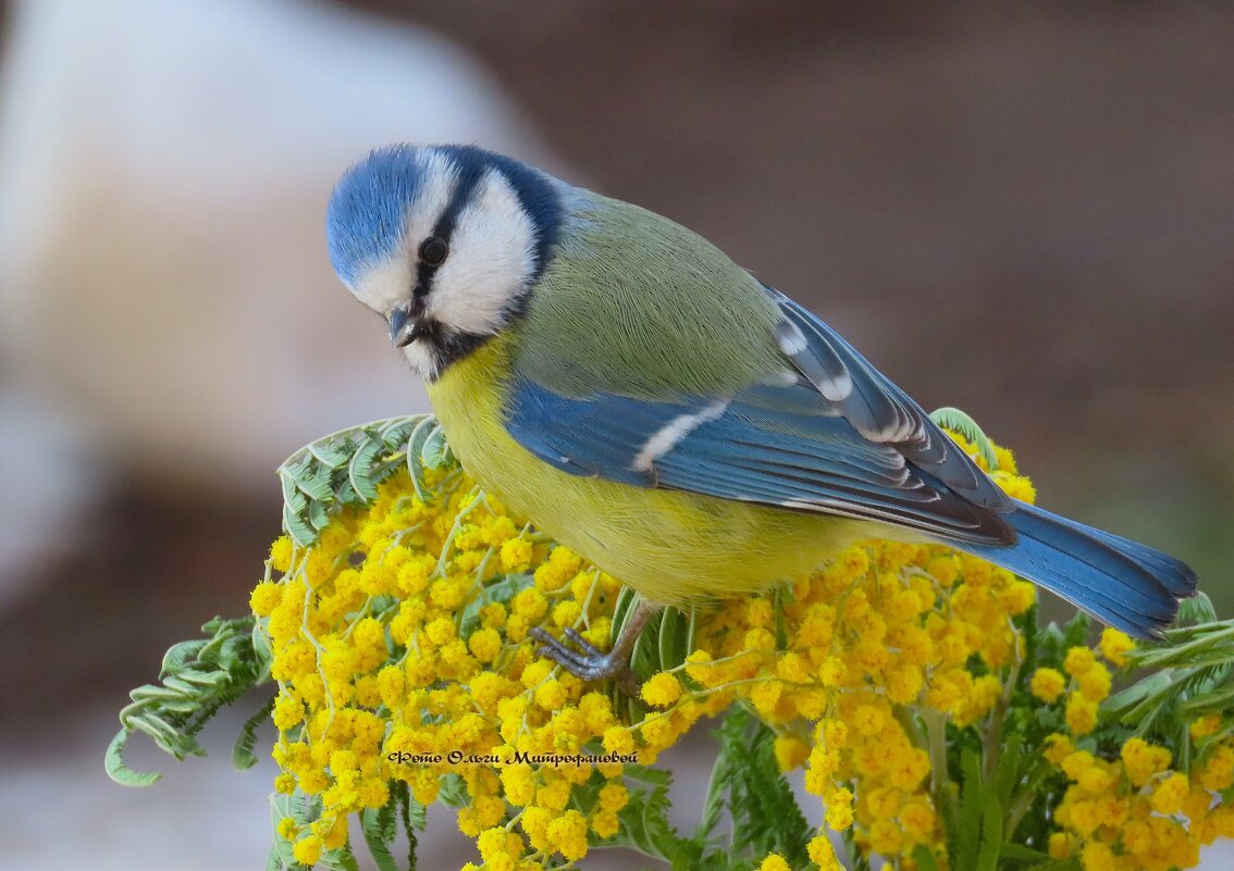 Красоточка - Ольга Митрофанова