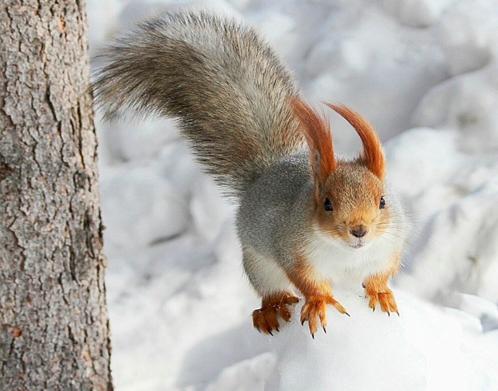 Прыжок с елки - елена беликова